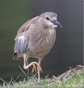 Black Crown Night Heron 1