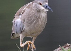 Black Crown Night Heron 1