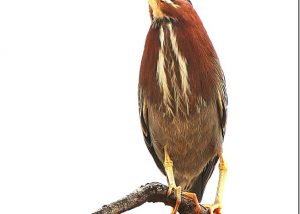Green Back Heron