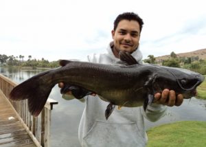 Monster Catfish
