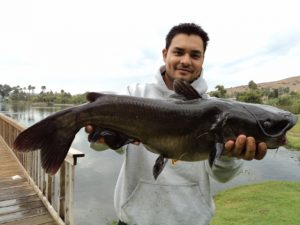 Monster Catfish
