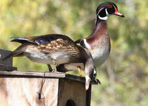 img_4646-concerned-mom-and-pop-50d-500