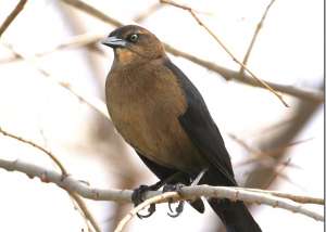 grackle