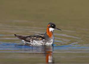 red-necked-phalarope